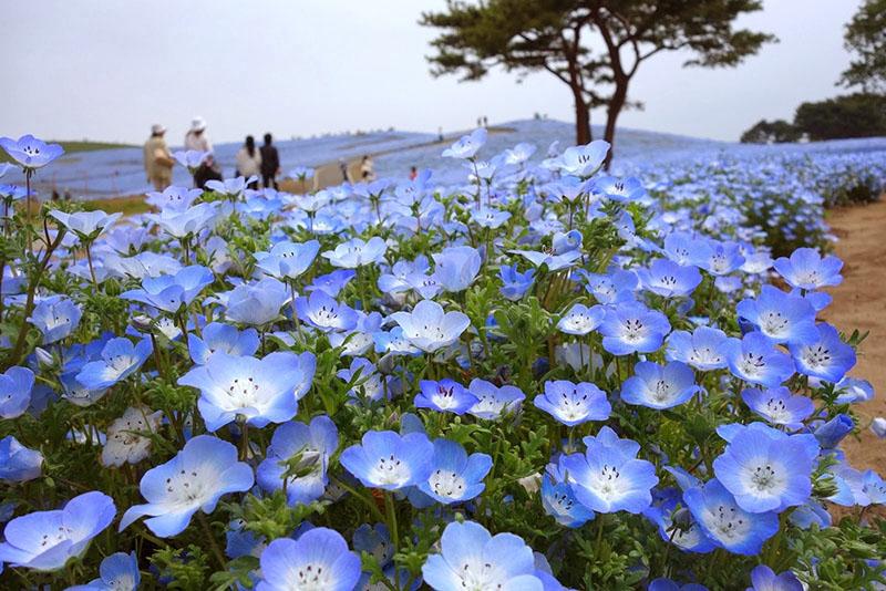 nemophila en la naturaleza