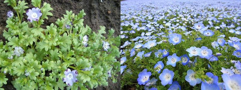 características del cuidado de las plantas