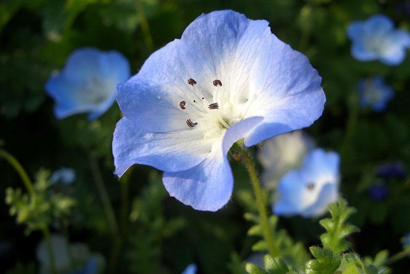 delicadas flores de nemophila para macizos de flores