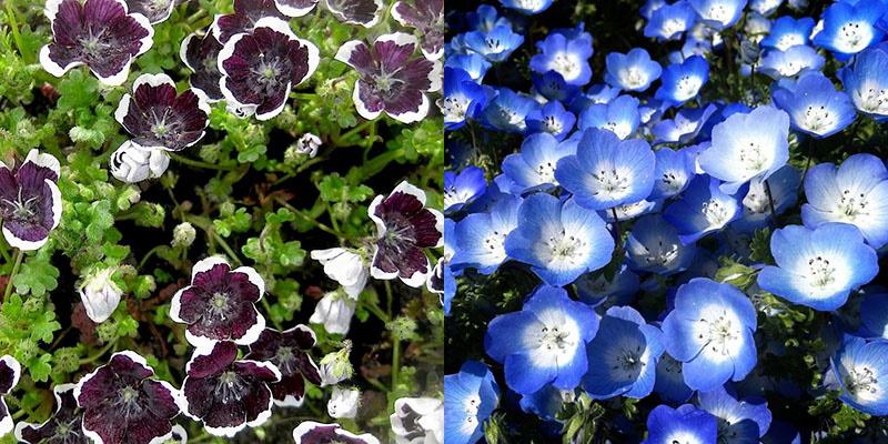 nemophila mencis