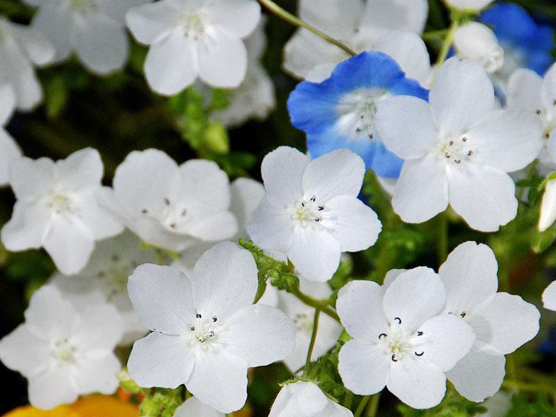 Variété Blanche Neige