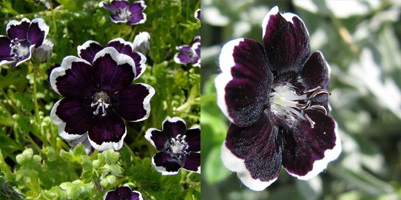 nemophila penny negro