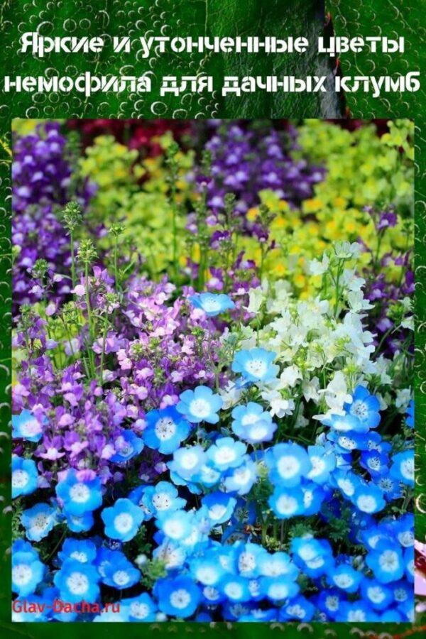 fleurs de nemophila pour parterres de fleurs