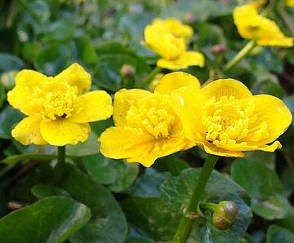 flores brillantes de caléndula de pantano