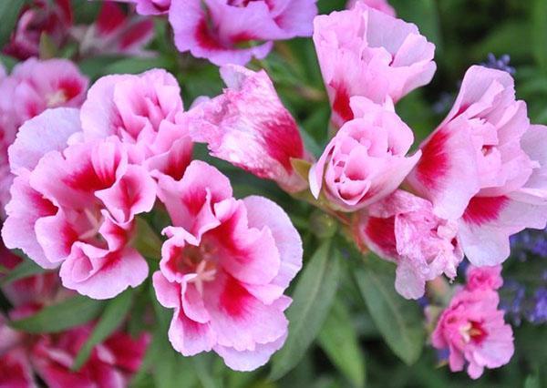 delicada flor rosa