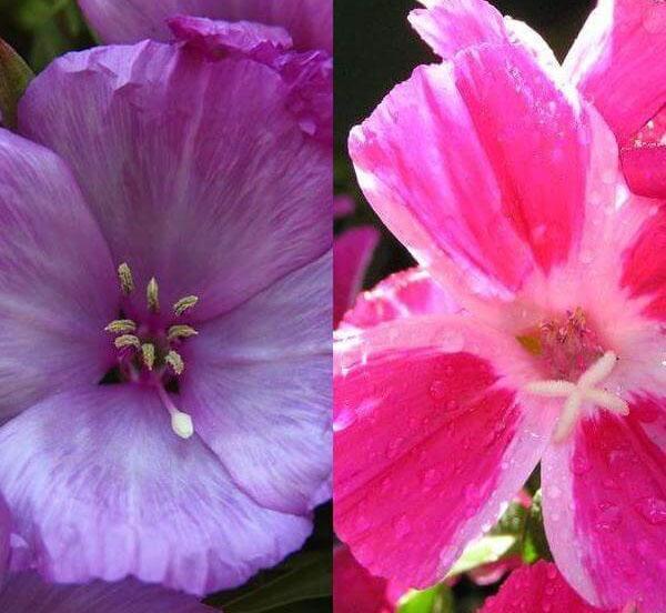 flores lilas