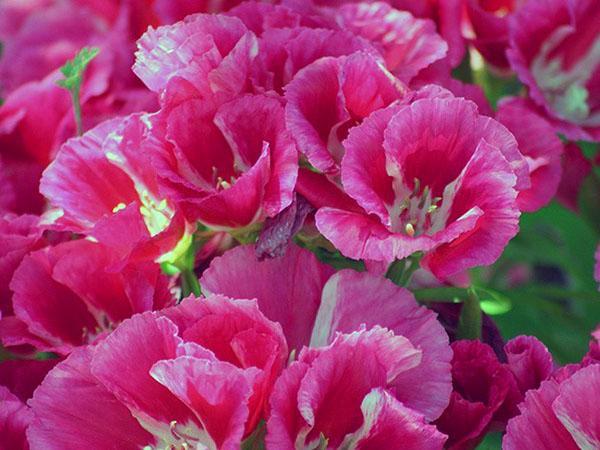 magnifique godetia de graine