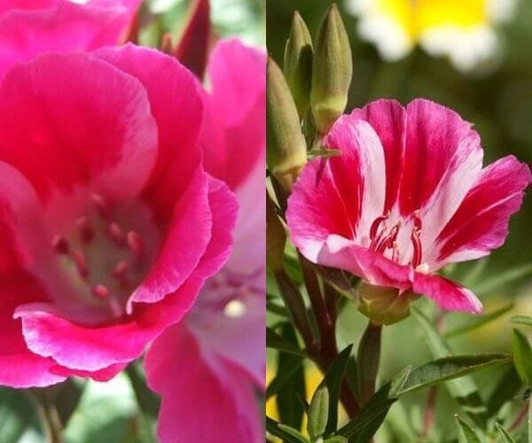 magnifique floraison de godetia à partir de graines