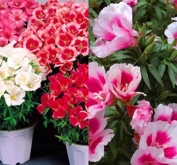 les meilleures variétés de godetia pour la pleine terre
