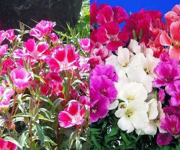 godetia à grandes fleurs