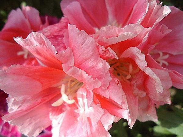 hermosas flores de godetia