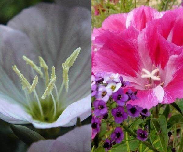 grandes fleurs de godetia