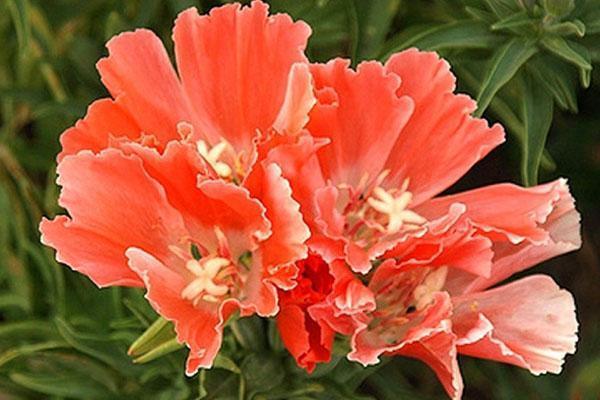 Variété de rhum orange