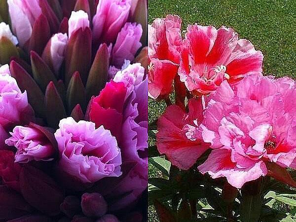godetia à fleurs doubles