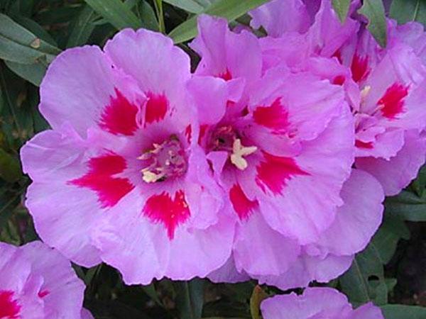 Variété Cybil Sherwood
