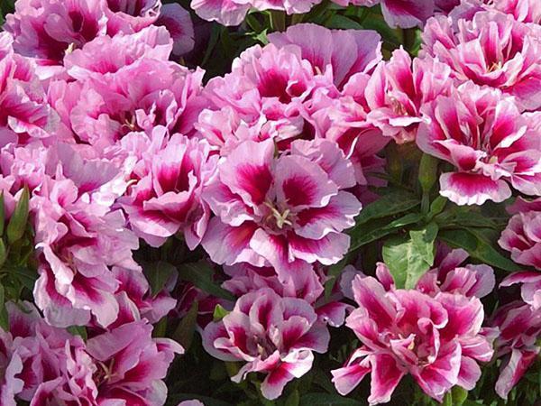 Variété Rembrandt