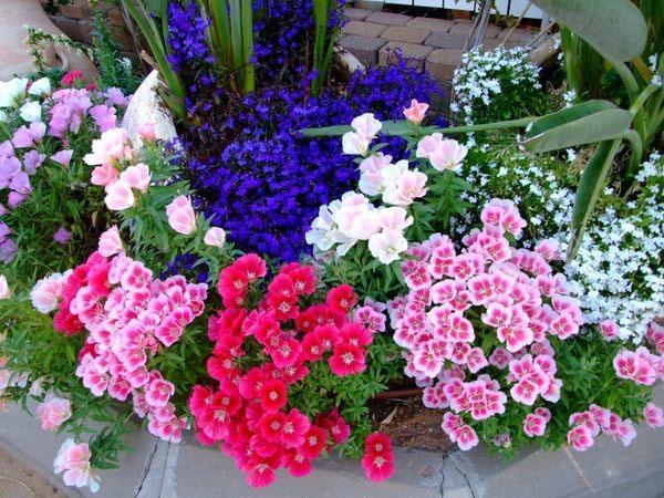 diverses variétés de monarque godetia