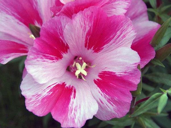 fleurs de godetia panachées