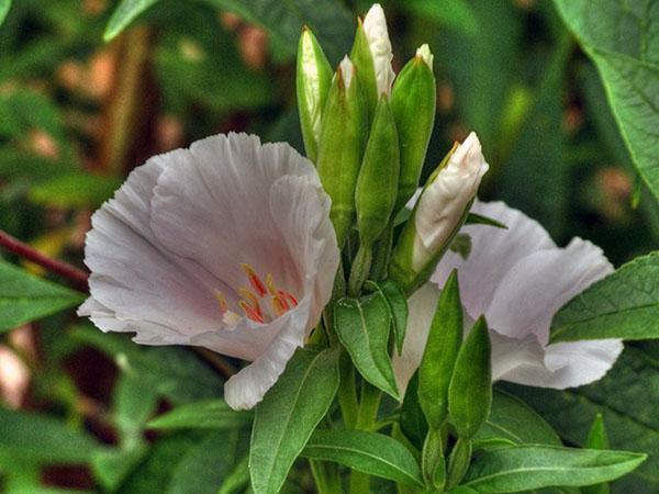 floraison délicate