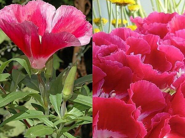 fleurs rouge vif
