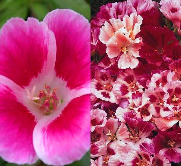 godetia carmin