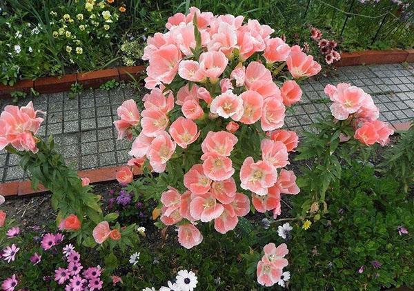 godetia dans un lit de jardin
