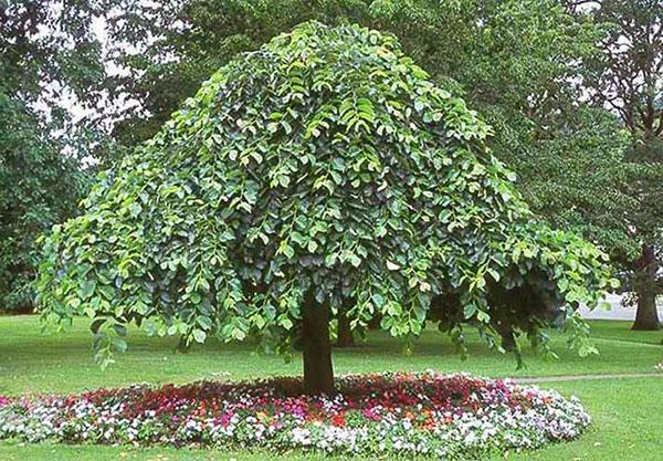 belle coupe de cheveux orme