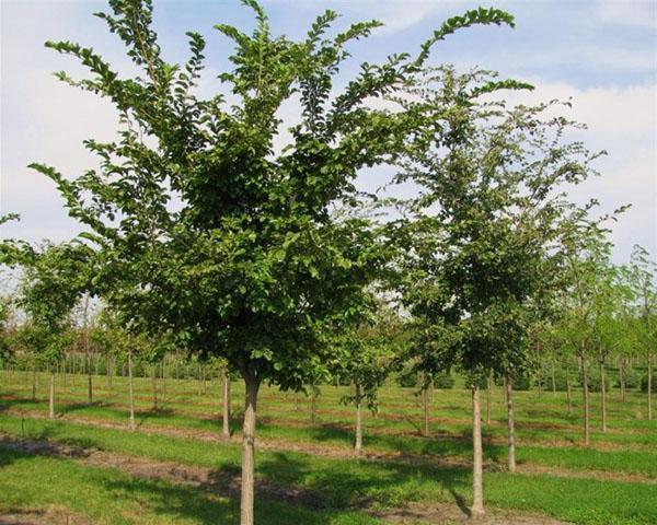 parque joven