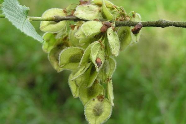 fruit d'orme