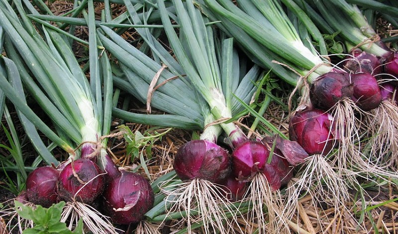 características de la cebolla roja