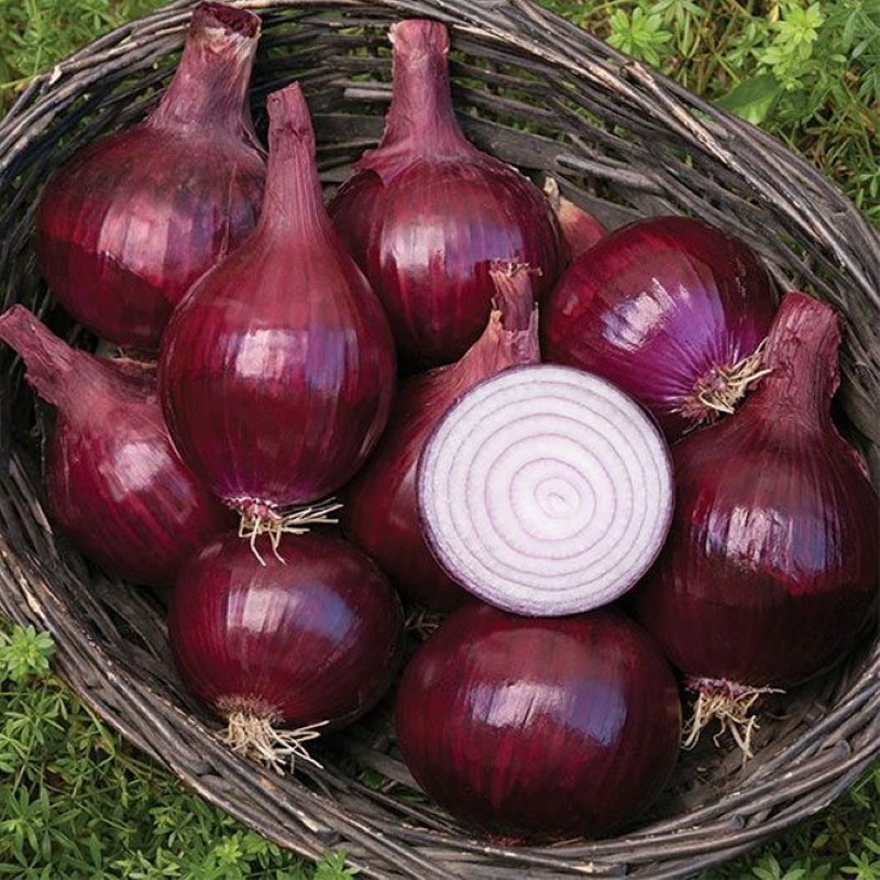 cual es el nombre de la cebolla morada