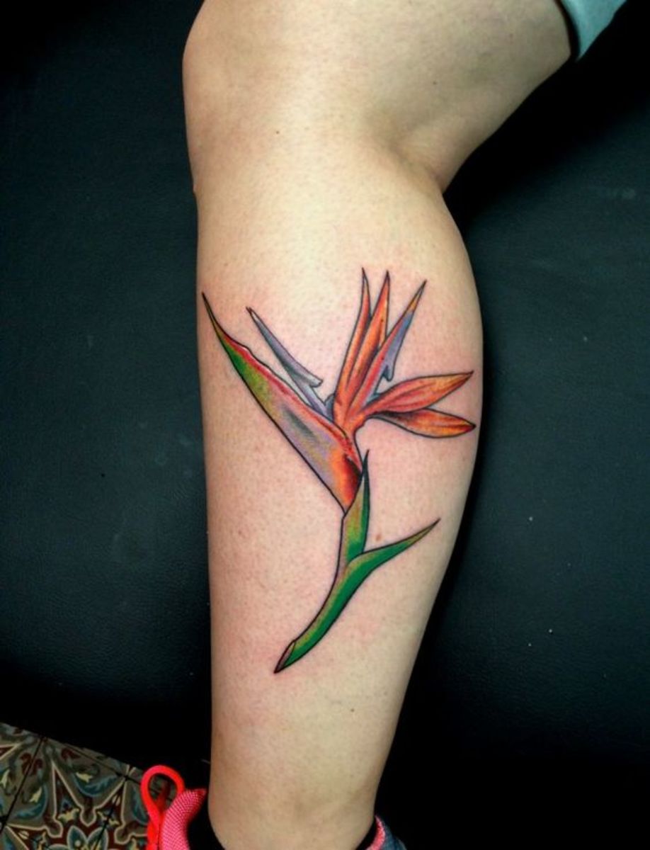 Bird of Paradise