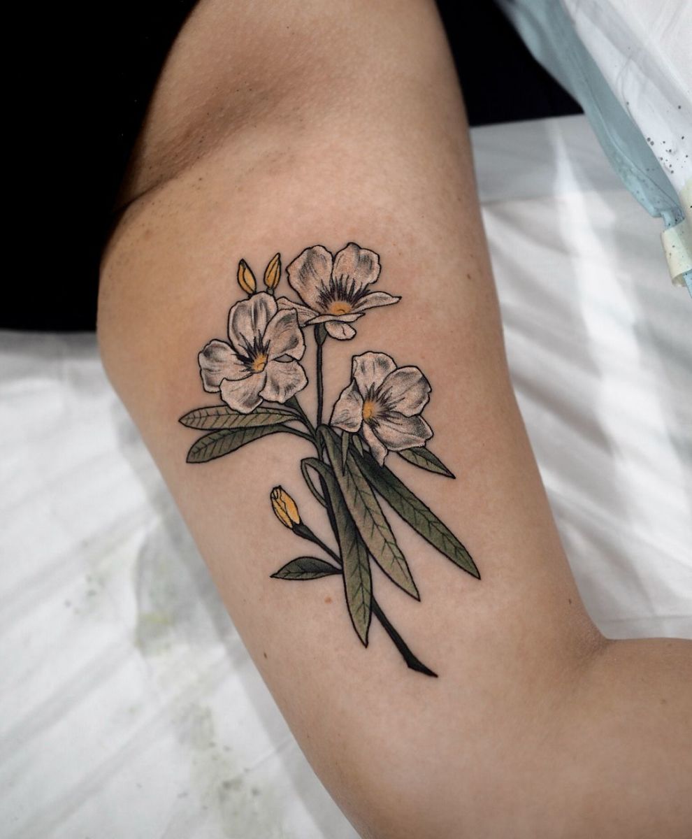 Oleander