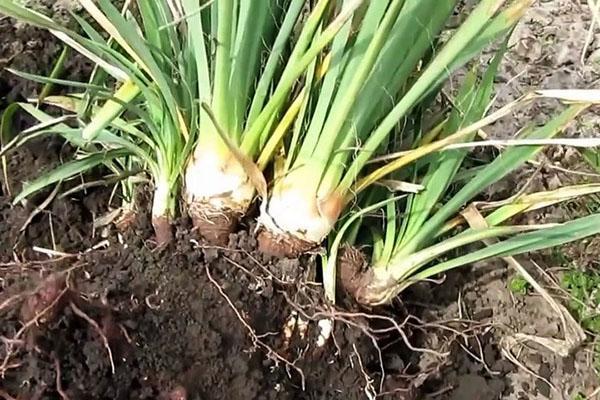 jardin filamenteux de yucca