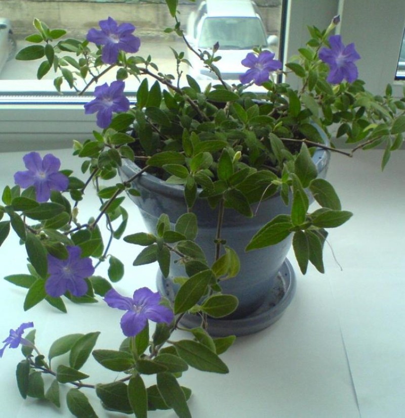 ruella azul