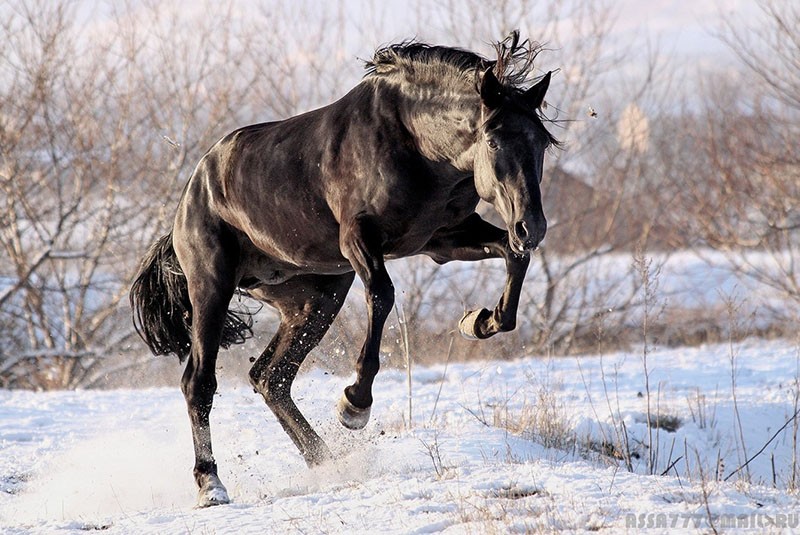 caballo fuerte y resistente