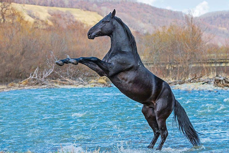 le cheval se baigne
