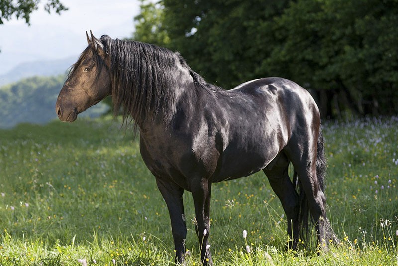 cheval de haute performance