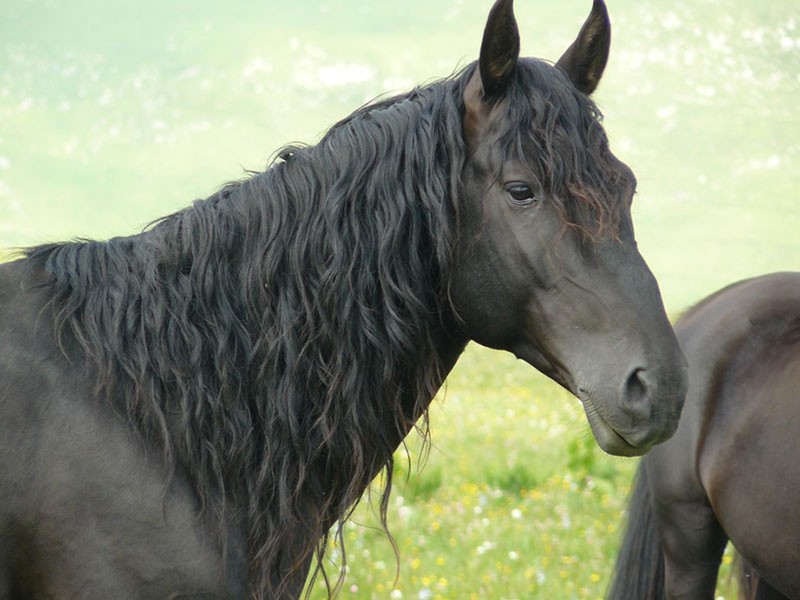 nobleza del caballo de la raza Karachai
