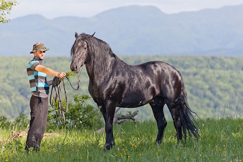 garder les chevaux