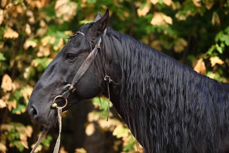 Race de cheval Karachai