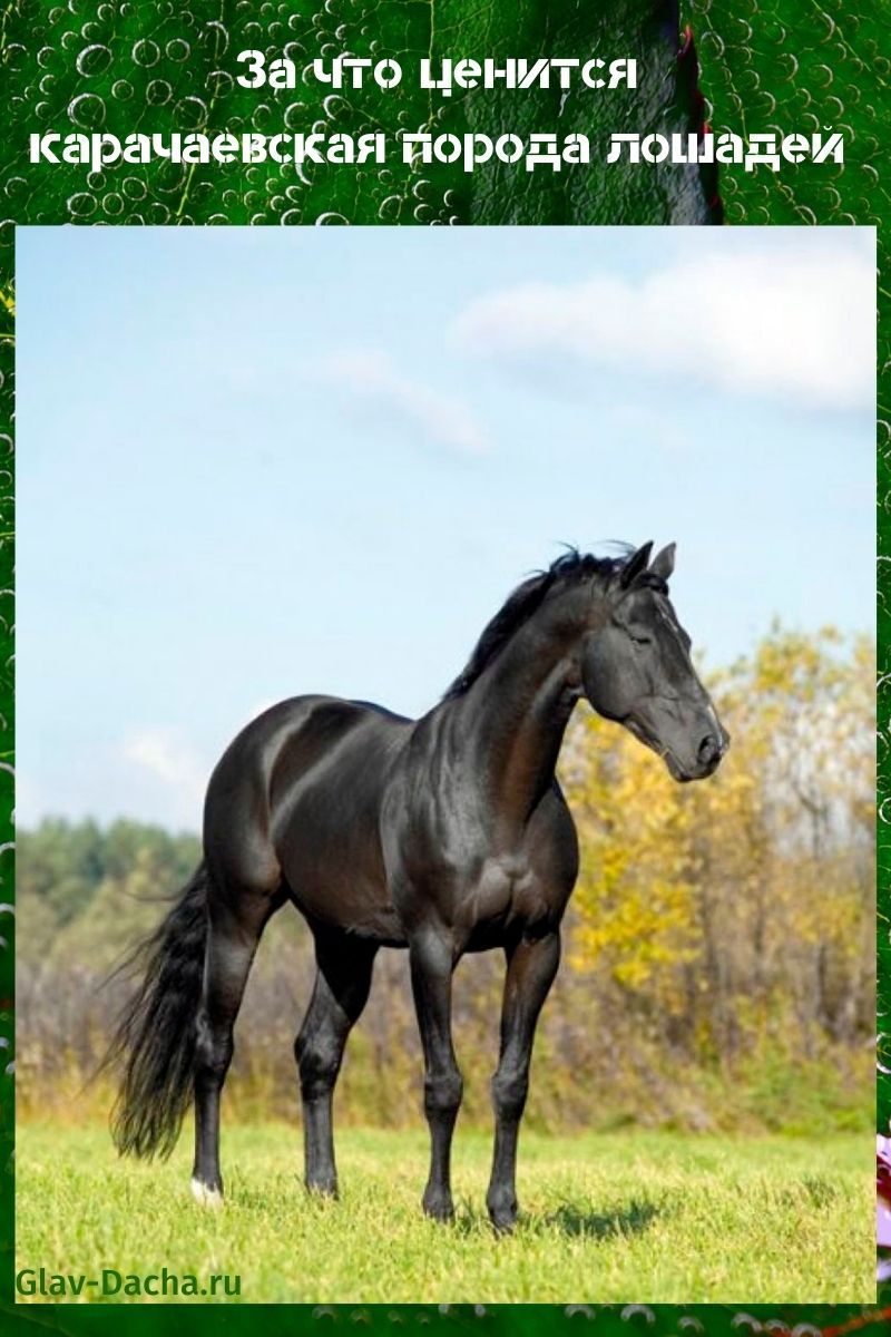 Race de cheval Karachai