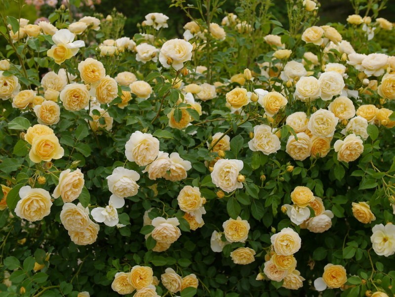 la exuberante floración de la rosa inglesa Graham Thomas
