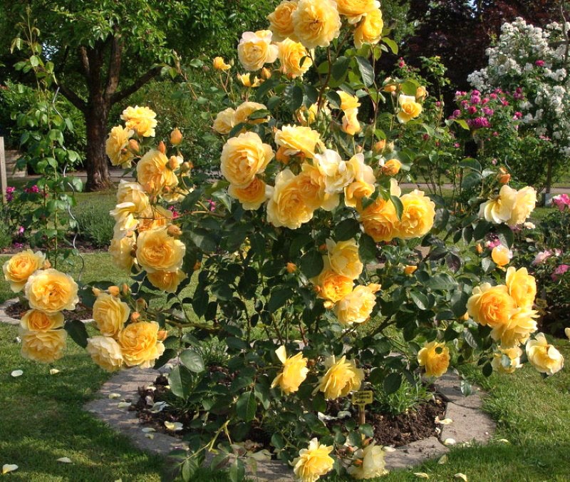 Cultivo de rosas inglesas