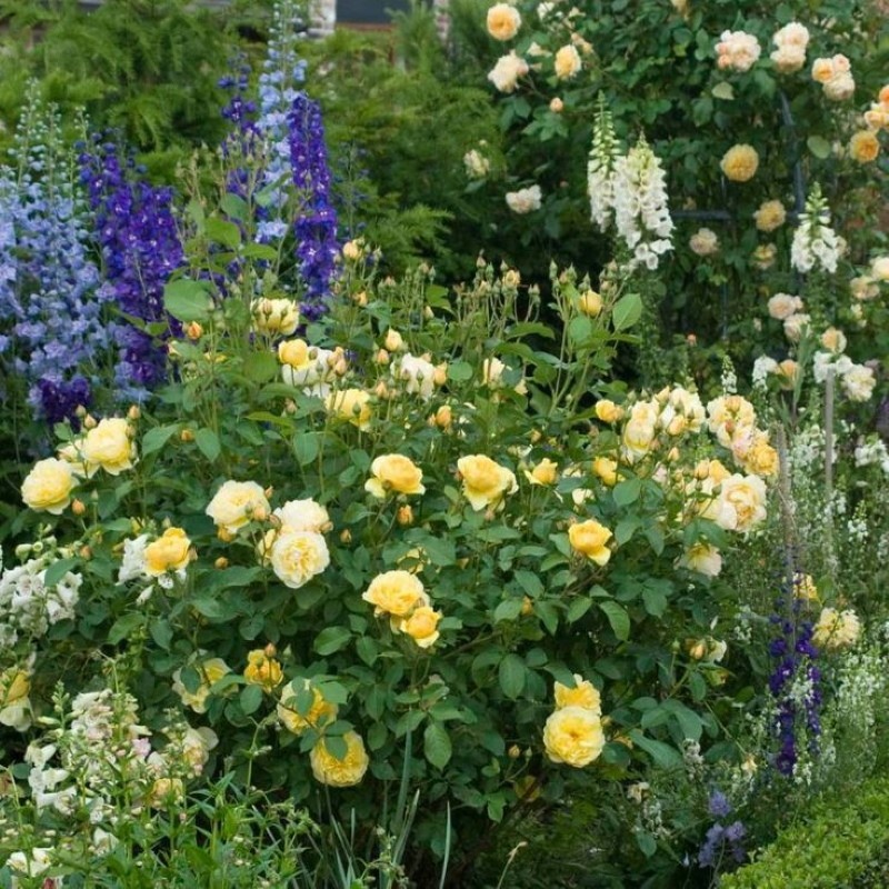 Rose anglaise Graham Thomas dans le jardin