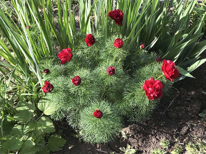 un bon endroit pour planter des pivoines à feuilles minces