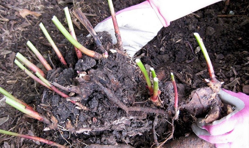 reproduction d'une pivoine en divisant le rhizome