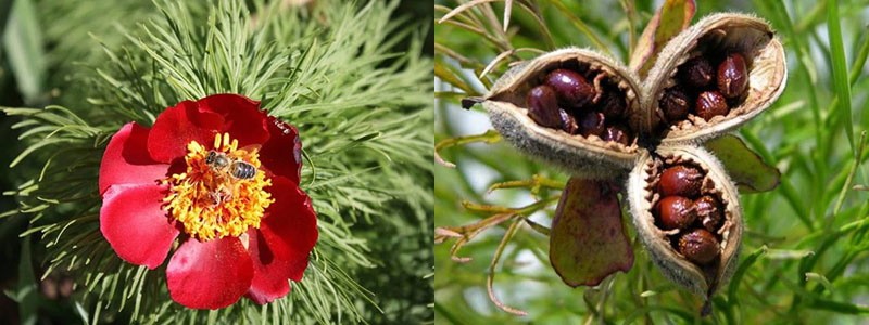cultivo de peonía de hojas finas a partir de semillas