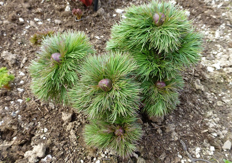 primer florecimiento de un arbusto joven