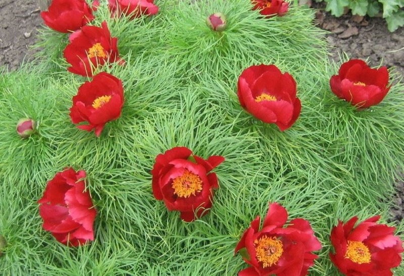 flores similares a la amapola